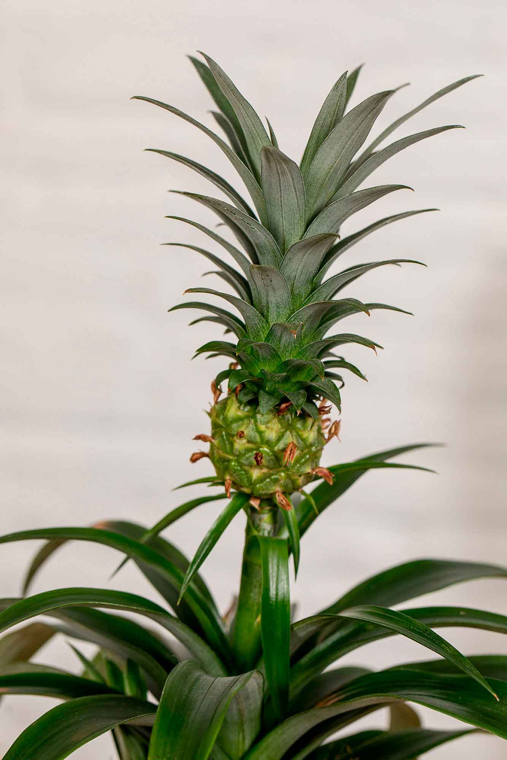 Detalle de la bola de musgo de la kokedama de Piña