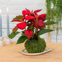 Kokedama Flor de Pascua