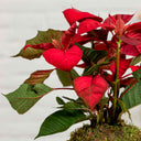 Kokedama Flor de Pascua