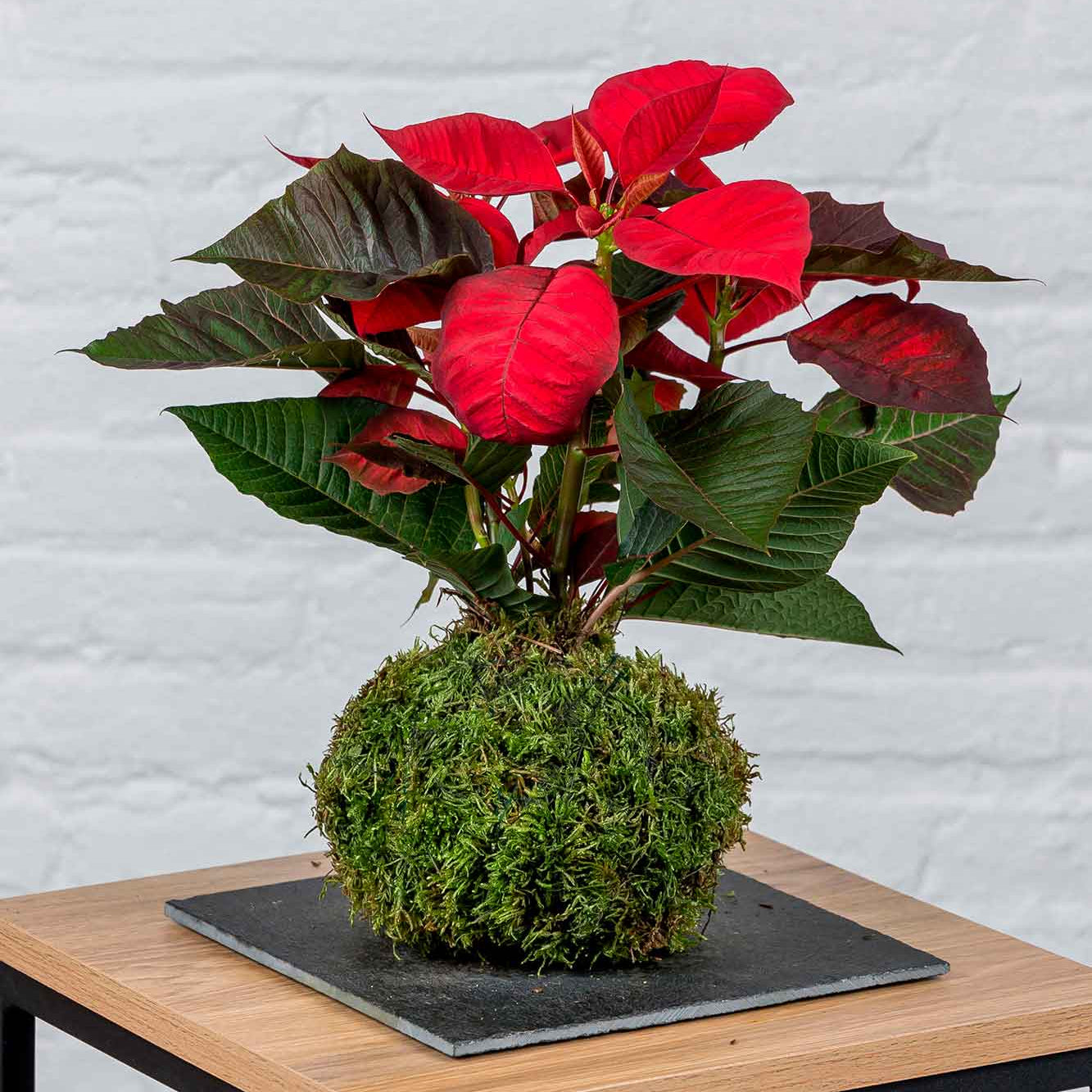Kokedama Flor de Pascua