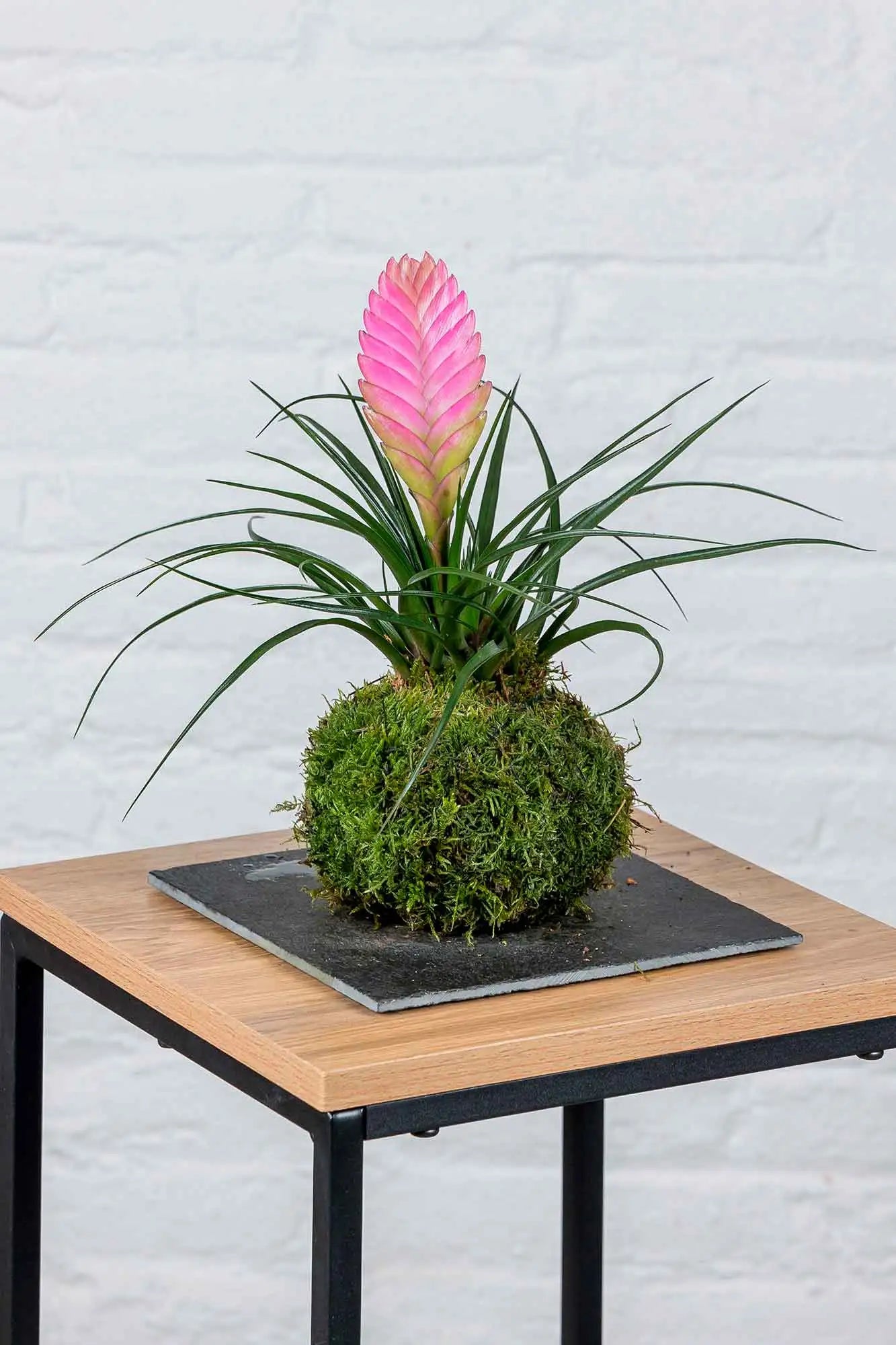 Kokedama Tillandsia Rosa