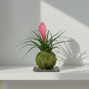 Kokedama Tillandsia Rosa