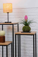 Kokedama Tillandsia Rosa