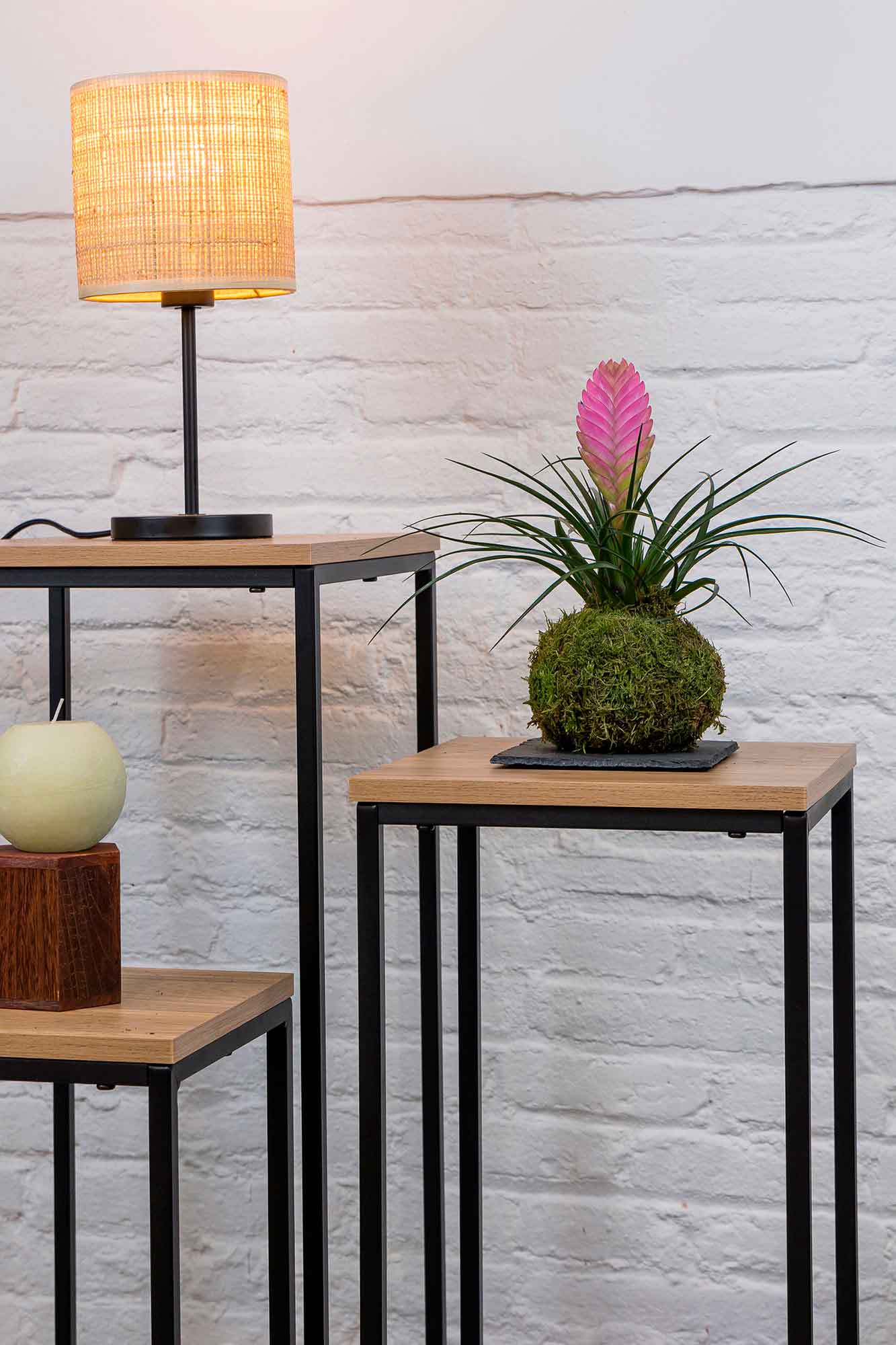 Kokedama Tillandsia Rosa
