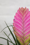 Kokedama Tillandsia Rosa