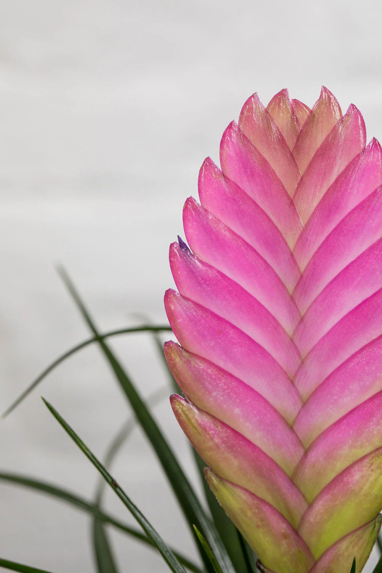 Kokedama Tillandsia Rosa