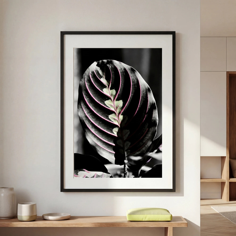 Maranta | B&N - La Plantisserie