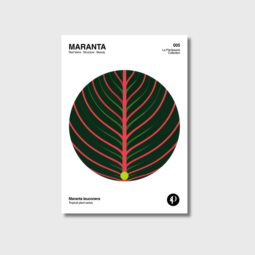 Póster botánico de Maranta, Tropical Series N°005, papel mate 200g · La Plantisserie