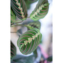 Maranta Leuconeura