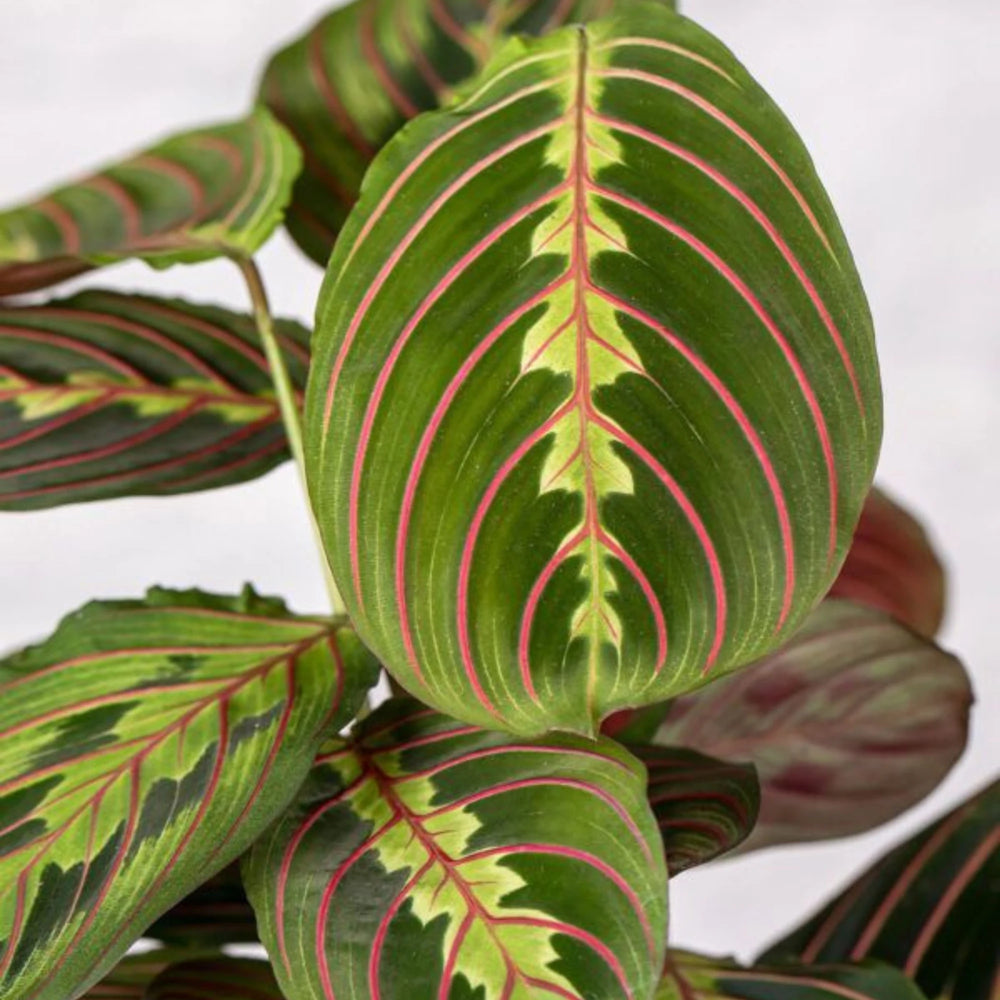 Detalle del dibujo de nervios rojos en las hojas de la Maranta Leuconeura