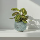 Maranta Leuconeura