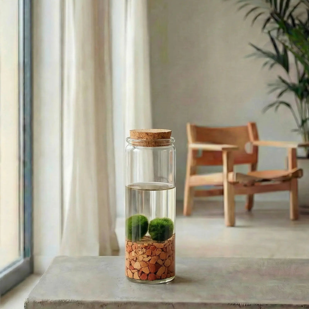 Marimo (bola de musgo) - La Plantisserie