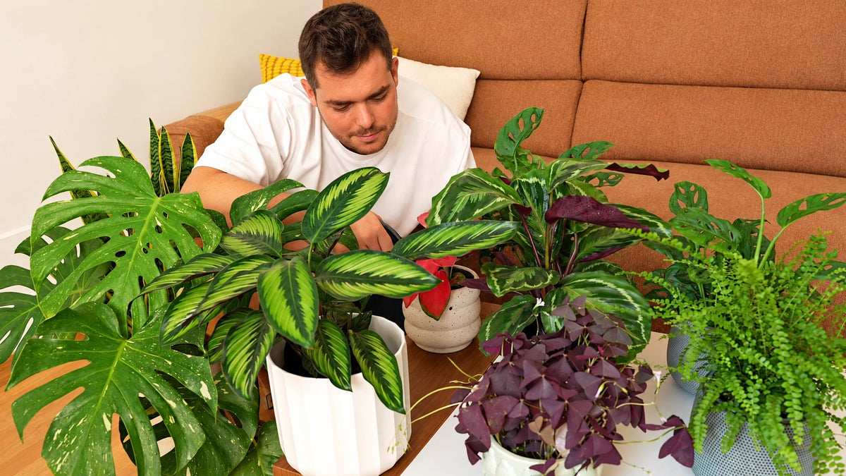 Masterclass de Cuidados de plantas para principiantes - La Plantisserie