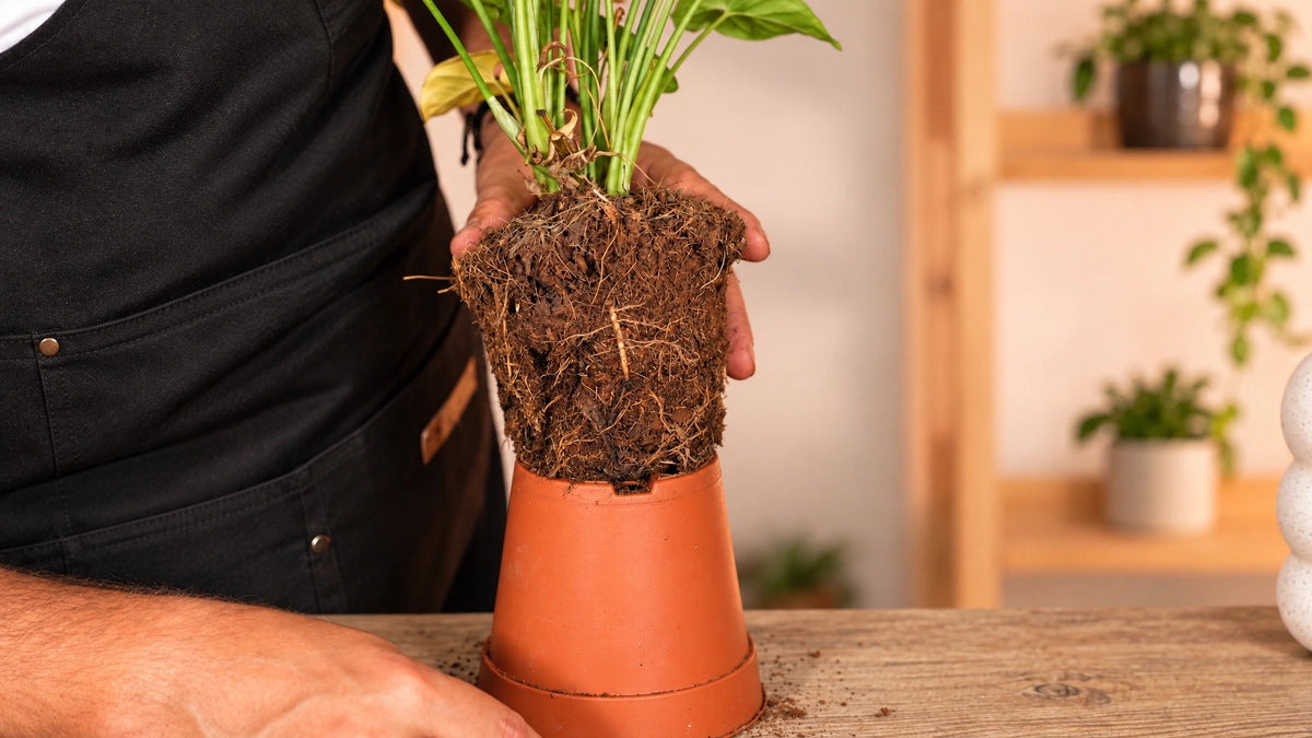 Masterclass de Cuidados de plantas para principiantes - La Plantisserie