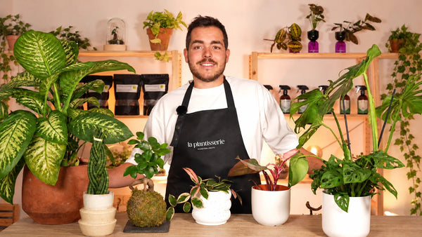 Masterclass de Cuidados de plantas para principiantes