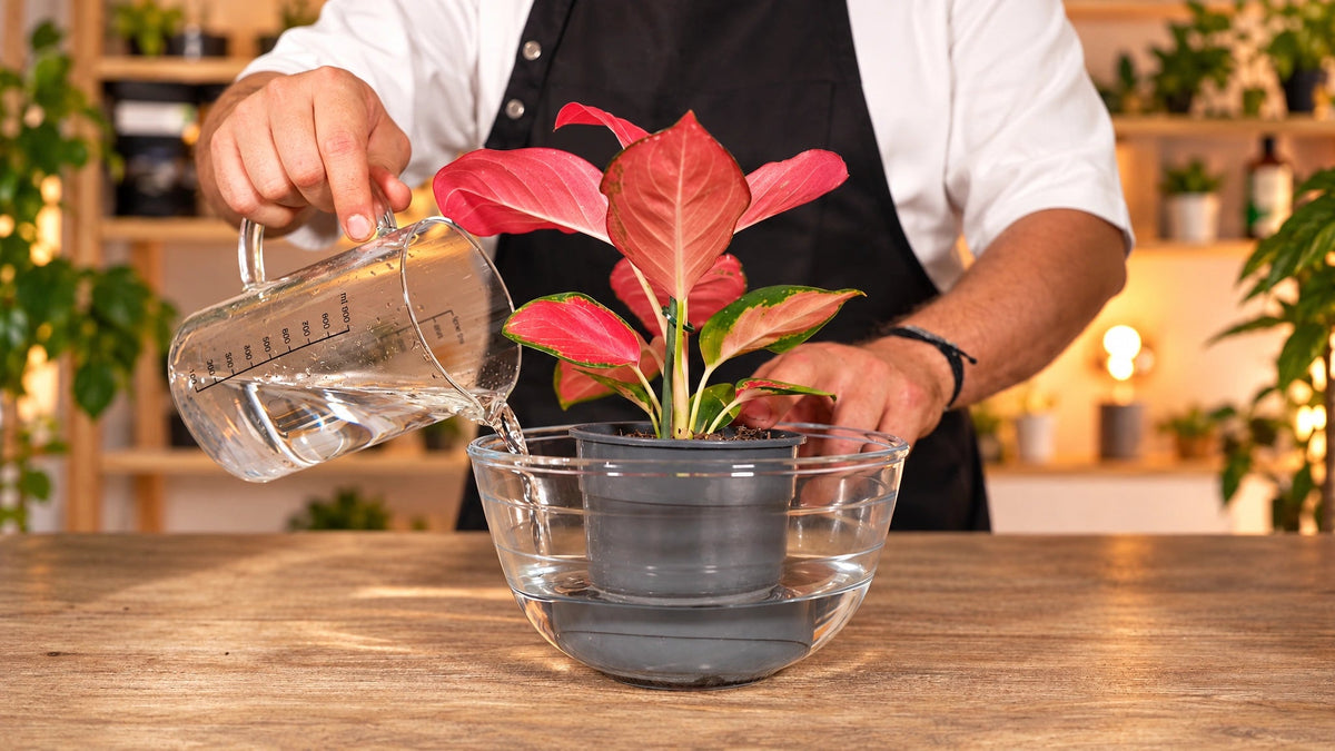 Masterclass de Cuidados de plantas para principiantes - La Plantisserie