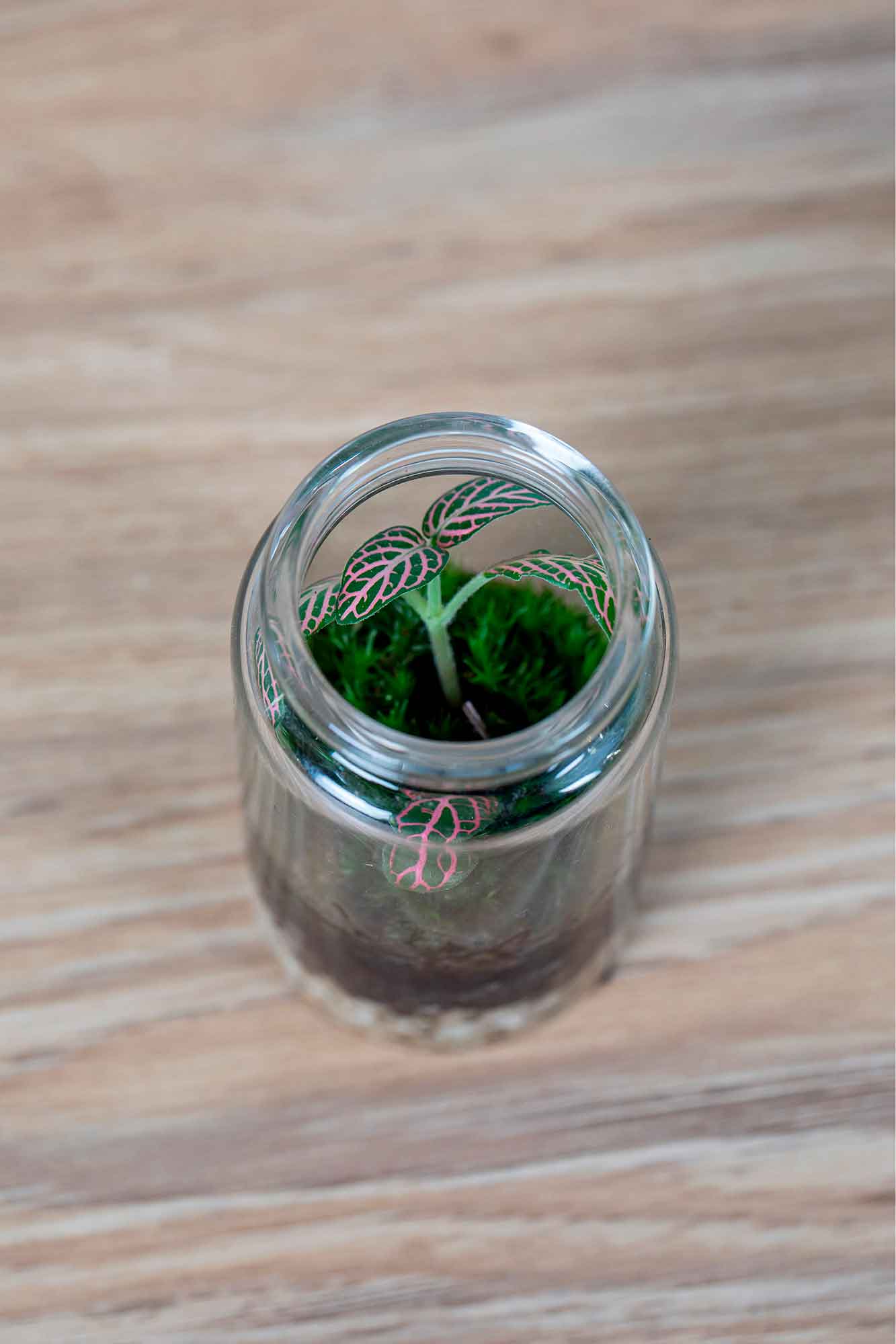 Mini Terrario plantas (9,5x4,5cm)
