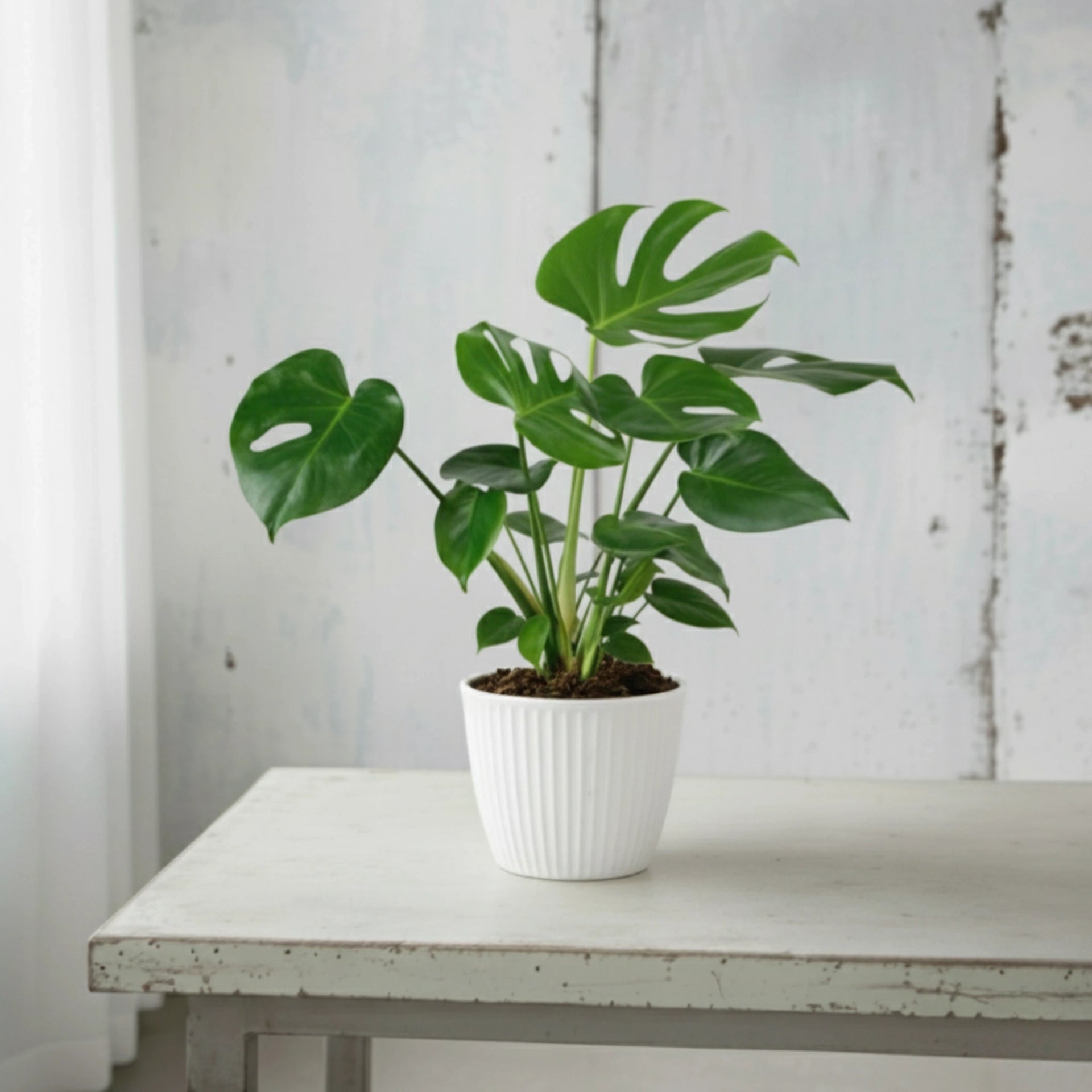 monstera deliciosa joven Monstera Deliciosa (Costilla de Adán)