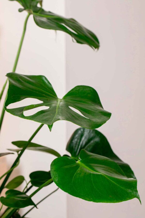Detalle de las hojas perforadas en forma de costilla de la Monstera Deliciosa