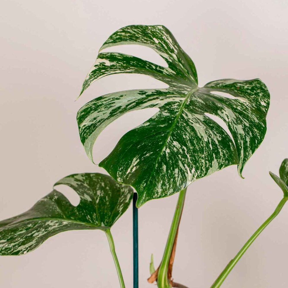 Monstera Deliciosa Variegata - La Plantisserie