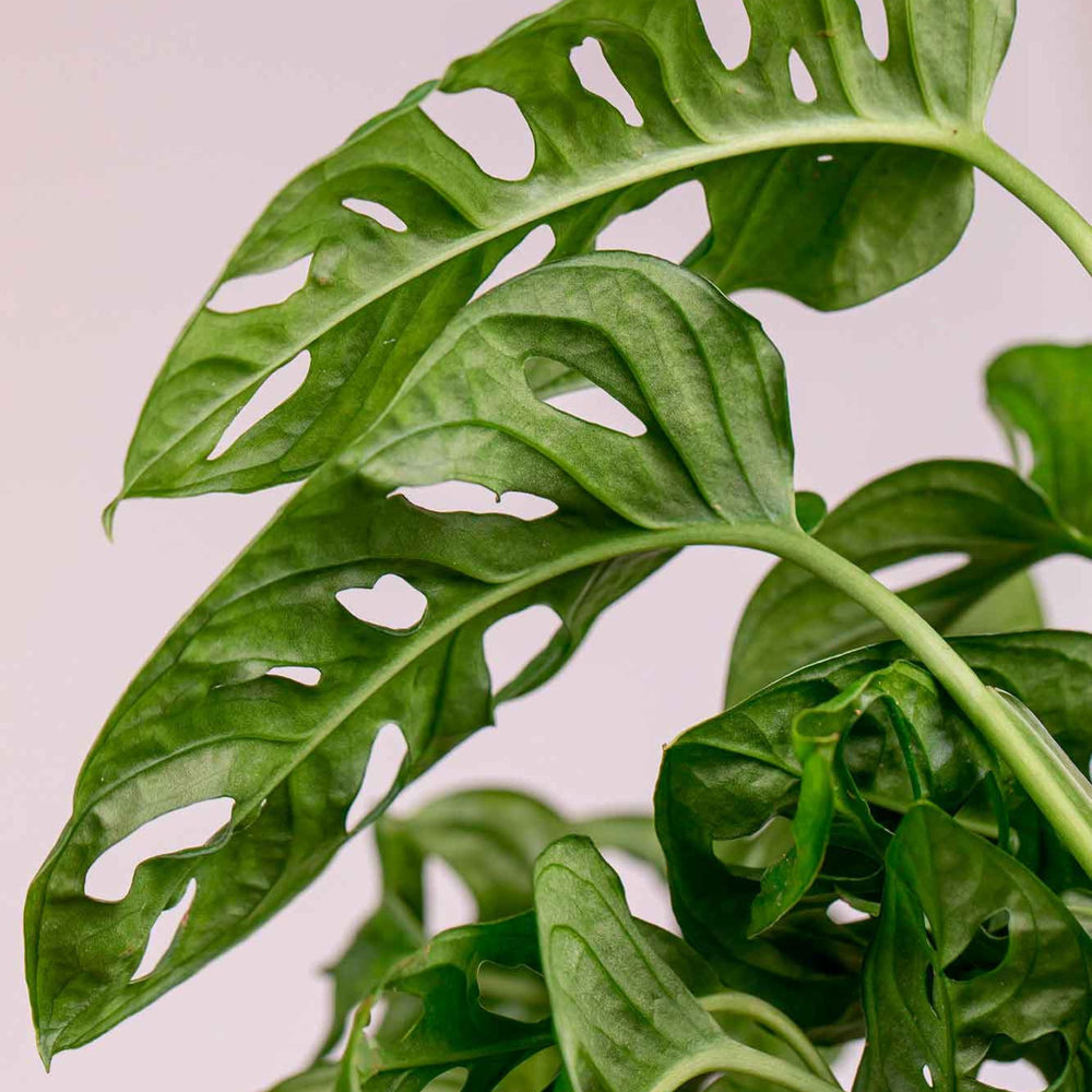 Detalle de las perforaciones de las hojas de la Monstera Adansonii