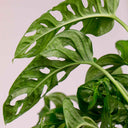 Monstera Monkey Adansonii
