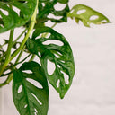 Monstera Monkey Adansonii