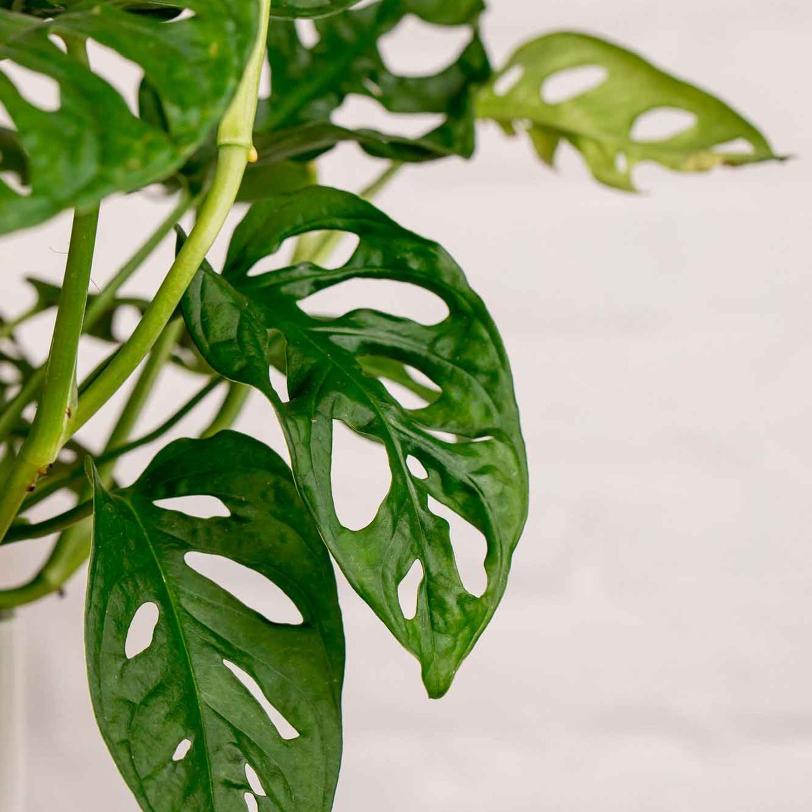 Monstera Monkey Adansonii