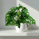 Monstera Monkey Adansonii - La Plantisserie