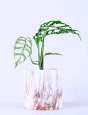 Monstera Obliqua - La Plantisserie