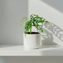 Monstera Obliqua - La Plantisserie