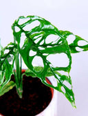 Monstera Obliqua - La Plantisserie