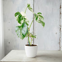 Monstera Deliciosa Variegata