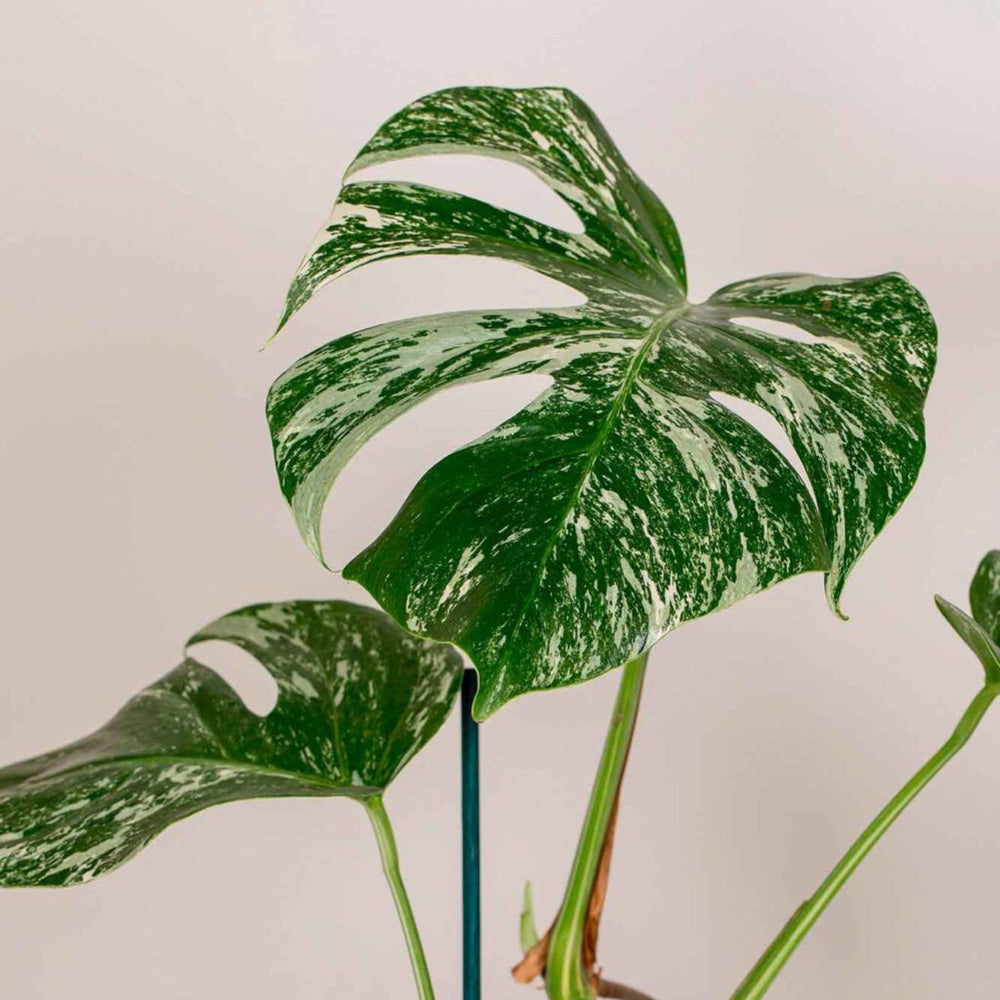 Detalle de la variegación blanca en una hoja de Monstera Deliciosa Variegata