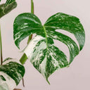 Monstera Deliciosa Variegata