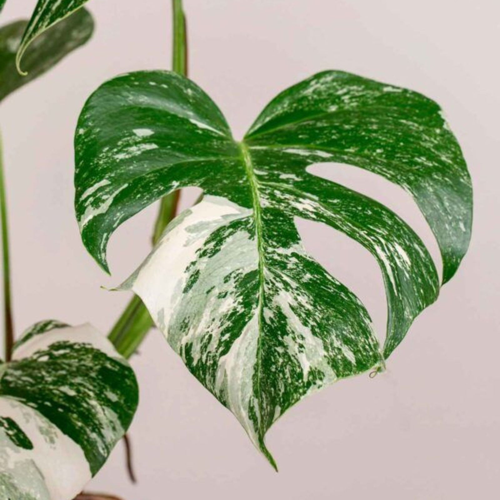 Monstera Deliciosa Variegata