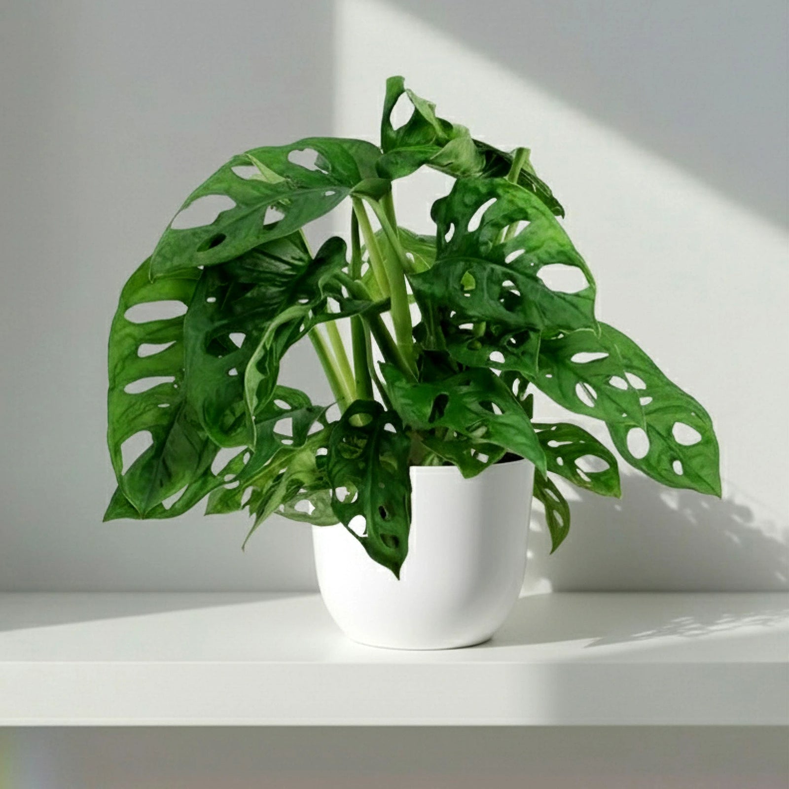 Monstera Monkey Adansonii