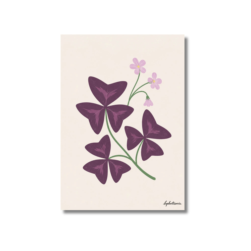 Lámina ilustrada de Oxalis, impresión botánica en papel mate 200g · La Plantisserie