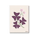 Lámina ilustrada de Oxalis, impresión botánica en papel mate 200g · La Plantisserie