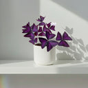 Oxalis Triangularis