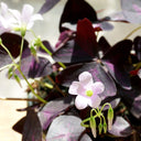 Oxalis Triangularis