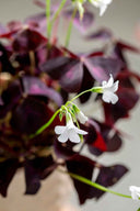 Oxalis Triangularis