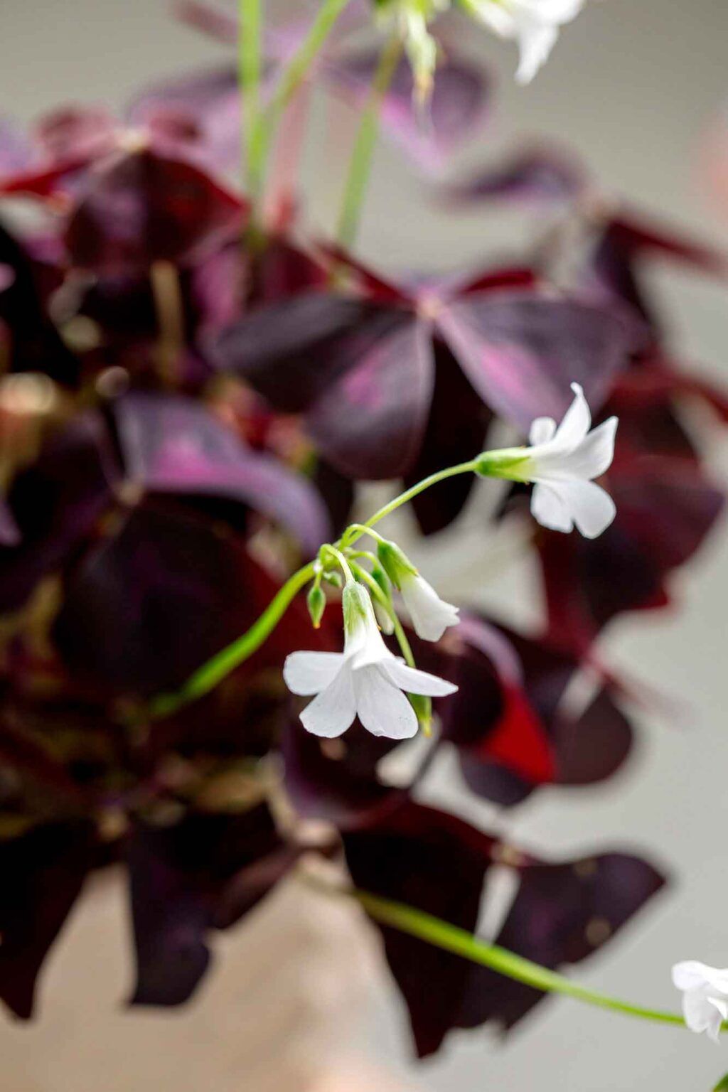 Oxalis Triangularis