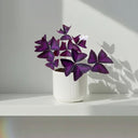 Oxalis Triangularis, con hojas triangulares de color púrpura intenso · La Plantisserie