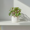 Peperomia Argyreia