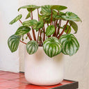 Peperomia Argyreia - La Plantisserie