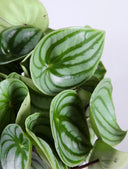 Peperomia Argyreia