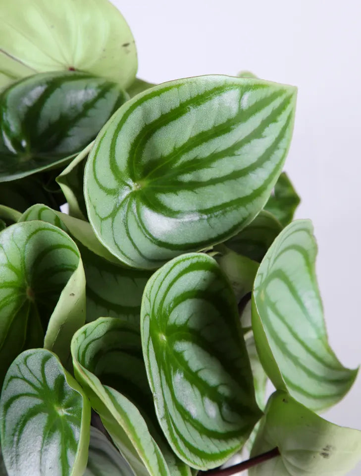 Peperomia Argyreia