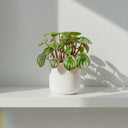Peperomia Argyreia (planta sandía), con hojas redondeadas de franjas plateadas y verdes · La Plantisserie