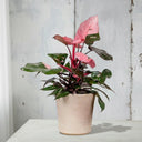 Philodendron Pink Princess - La Plantisserie